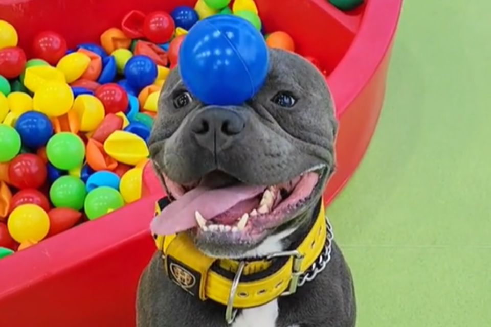 Foto colorida de cachorro com pelagem cinza equilibrando uma bolinha - Metrópoles
