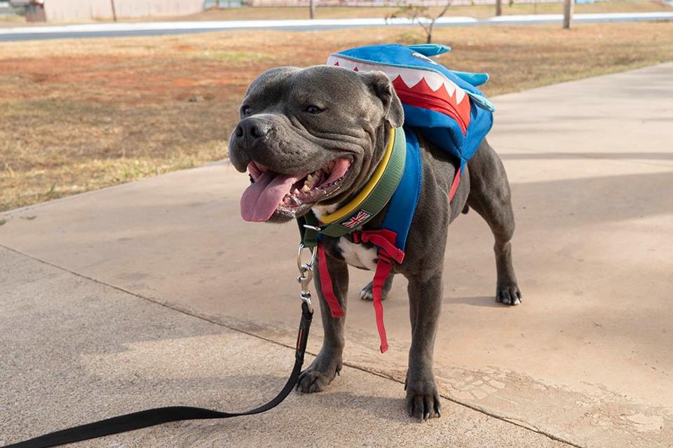 Foto colorida de cachorro usando mochila - Metrópoles