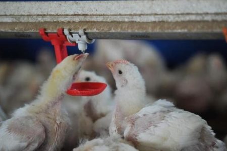 Imagem colorida de galinhas se alimentando