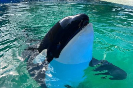 imagem colorida da orca Lolita - Metrópoles