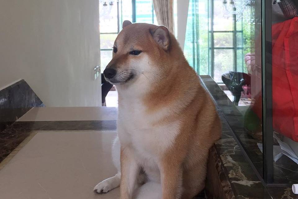 Foto colorida de um cachorro da raça shiba-inu sentado no chão - Metrópoles