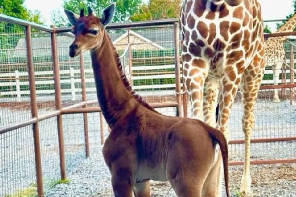 Foto colorida de girafa sem mancha no zoológico - Metrópoles