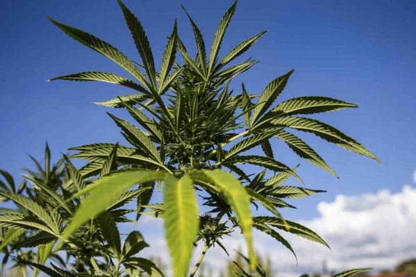 Plantação de maconha cannabis - Metrópoles