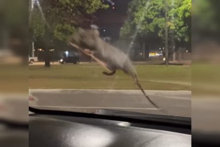 Captura de imagem mostra rato no pabrabrisa de carro em Palmas