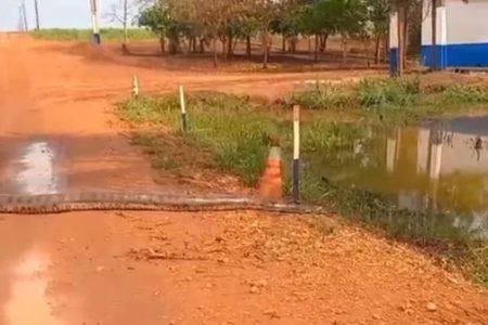 imagem colorida sucuri atravessa estrada e entra em lago goias