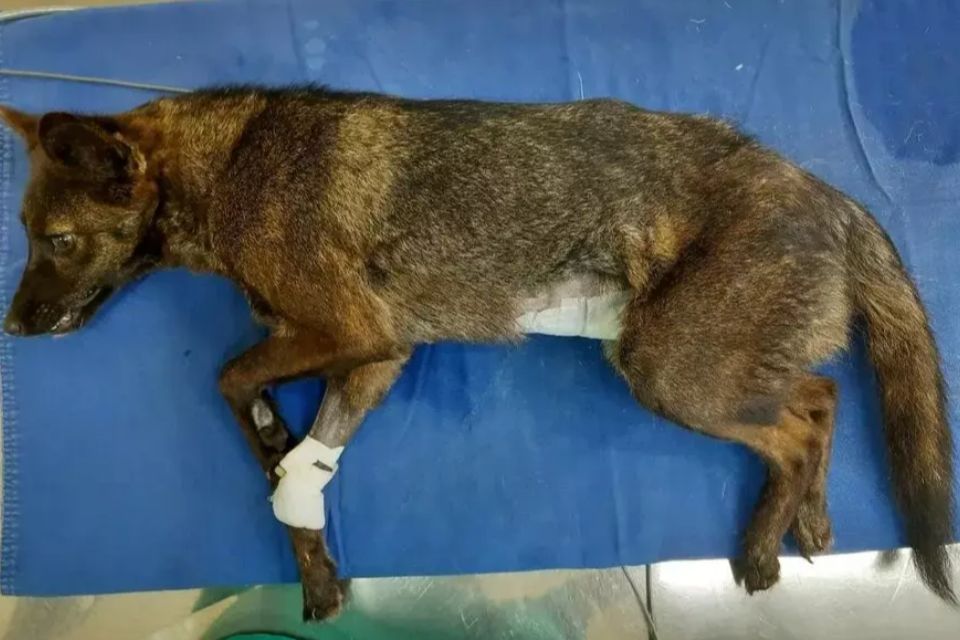 Foto colorida de um animal de pelagem marrom - Metrópoles