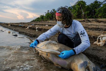 Imagem colorida mostra pesquisador analisando corpo de boto morto na Amazônia - Metrópoles