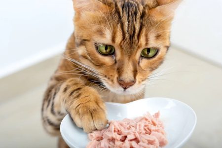 Imagem colorida de gato laranja e um pote de atum - Metrópoles