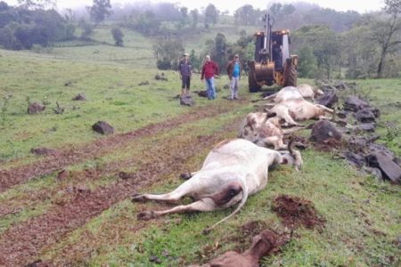 Imagem colorida de vacas mortas durante passagem de ciclone e temporal em SC - Metrópoles