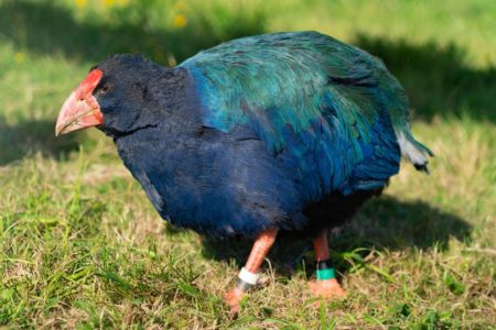 takahe nova zelândia