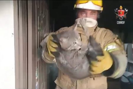 Imagem colorida de militar do Corpo de Bombeiros Militar do DF segurando um gato