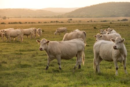 fazenda agricultura pasto