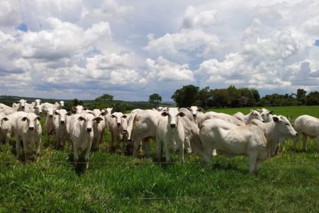 Foto colorida de nelore pasto gado - Metrópoles