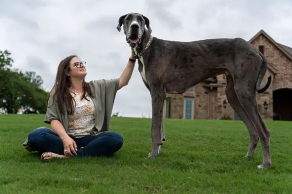 Foto colorida de um cachorro grande e uma mulher sentada - Metrópoles