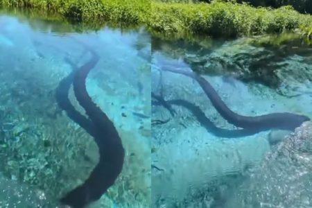 Imagem colorida de sucuri nadando em rio de água cristalina de Bonito, Mato Grosso do Sul - Metrópoles