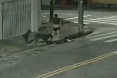 Imagem em preto e branco mostra dois cachorros atacando um homem em Santo André. Ele está de cueca e camiseta e um dos cães morde sua perna direita enquanto o outro observa - Metrópoles