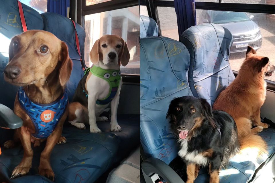 Foto colorida de vários cachorros em ônibus - Metrópoles