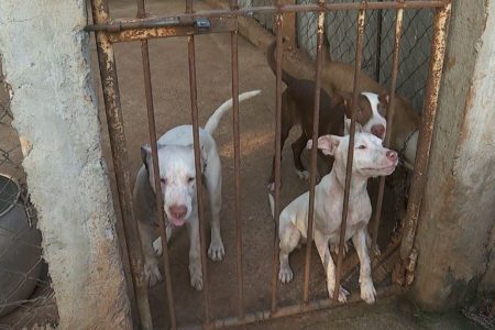 Imagem colorida mostra três cães da raça pitbull, dois brancos e um marrom com áreas brancas no rosto, atrás de um portão de ferro marrom. Os animais foram apreendidos pela polícia - Metrópoles