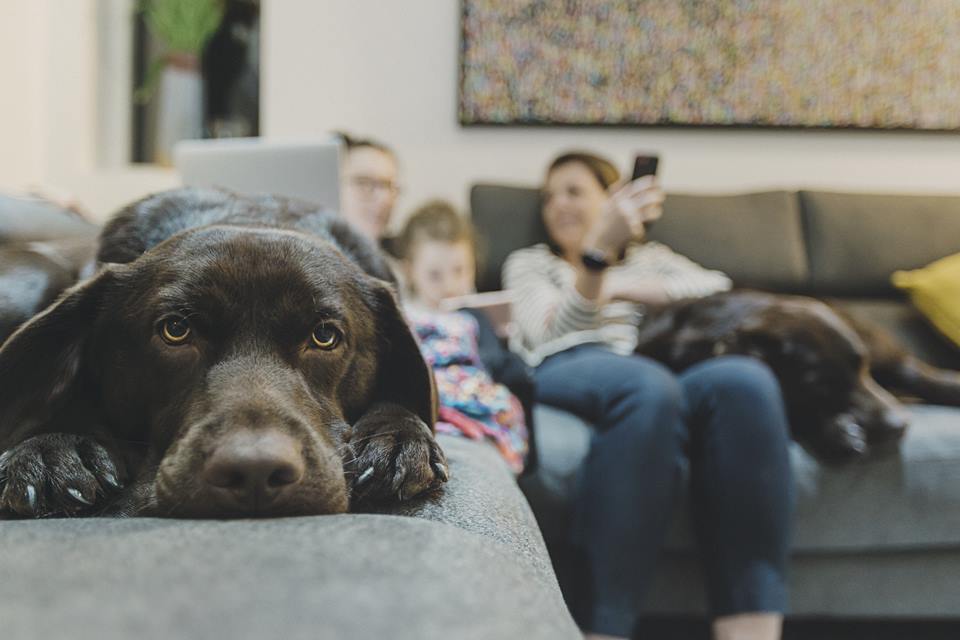 Cachorro no sofá com a família - Metrópoles