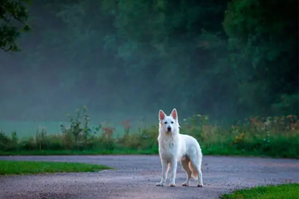 Cachorro branco sozinho no meio de uma floresta