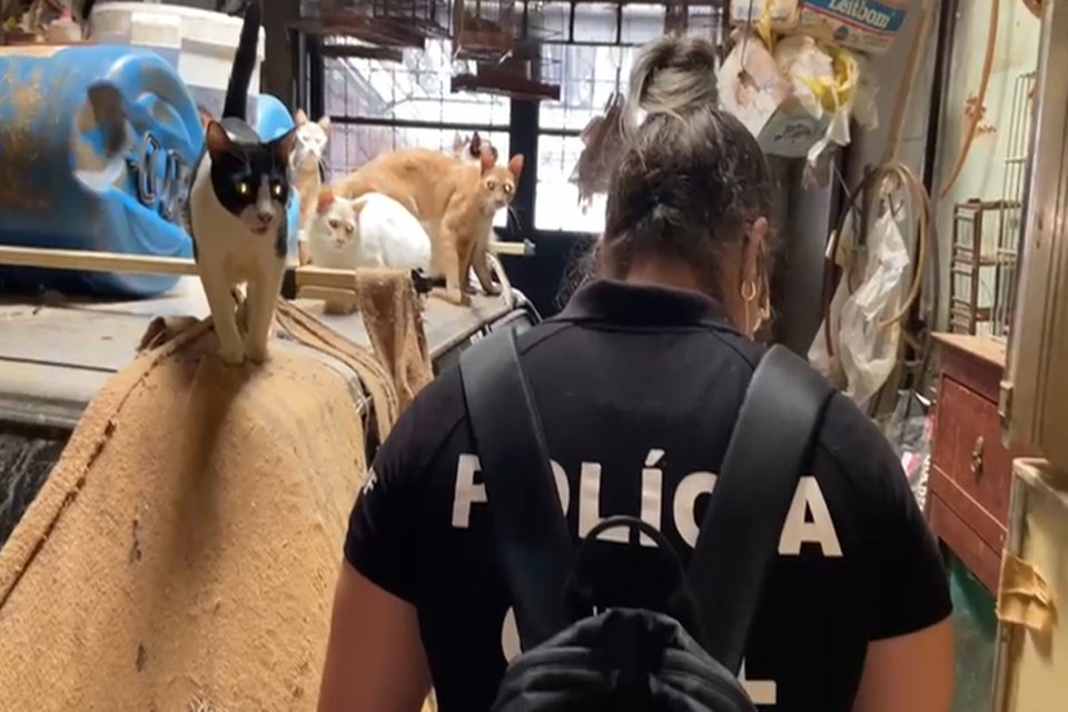 gatos andando em cima de carro e policial civil de costas