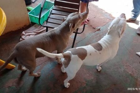 Fotografia colorida de casal de pit-bulls que foi roubado em Sidrolândia (MS)