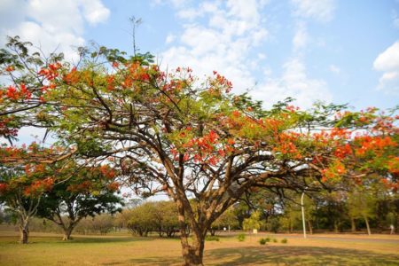 Imagem decolrida de árvore simbolizando início da primavera