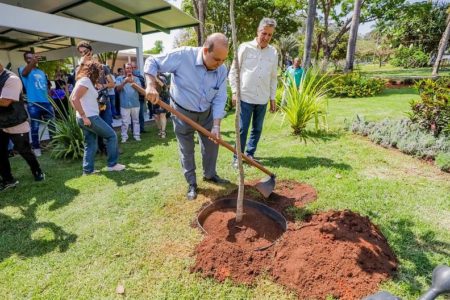 Homem com enxada planta árvore