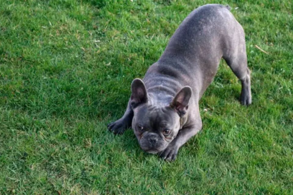 cachorro cinza brincando na grama verde