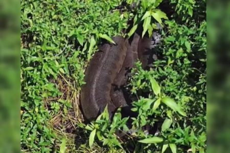 Imagem colorida mostra casa de sucuri camuflada em Bonito - Metrópoles