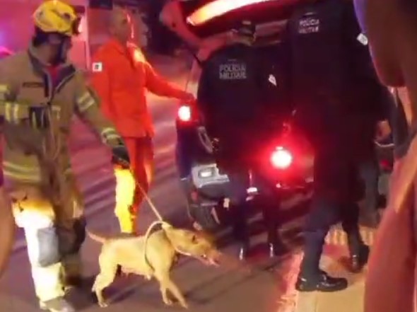 Cachorros matam cãozinho em Ceilândia