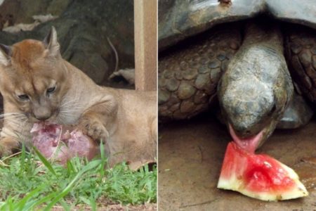 Montagem fotográfica mostra onça parda e tartaruga comendo lado a lado