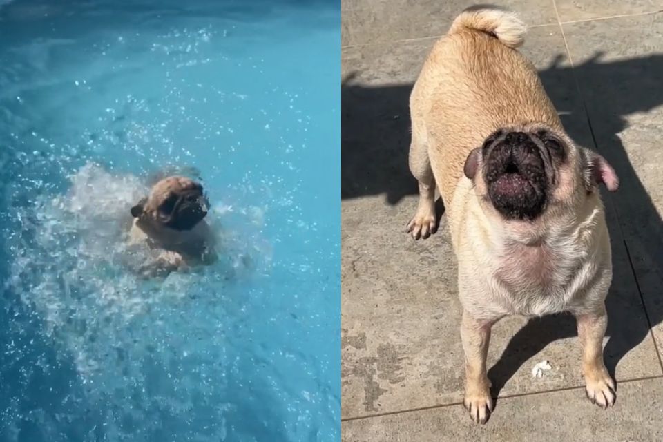 Foto colorida de um cachorro na piscina e outro no chão - Metrópoles