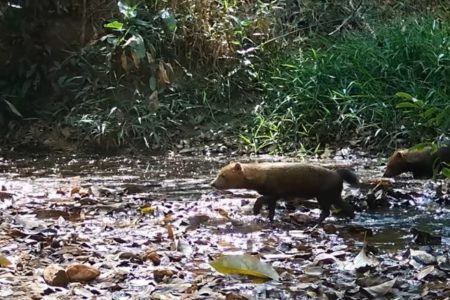 imagem colorida cachorro-vinagre reserva goias