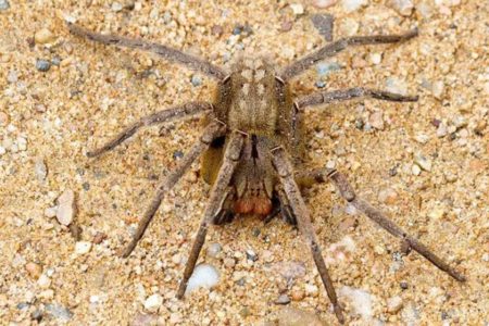 Foto colorida de Aranha Errante Brasileira - Metrópoles