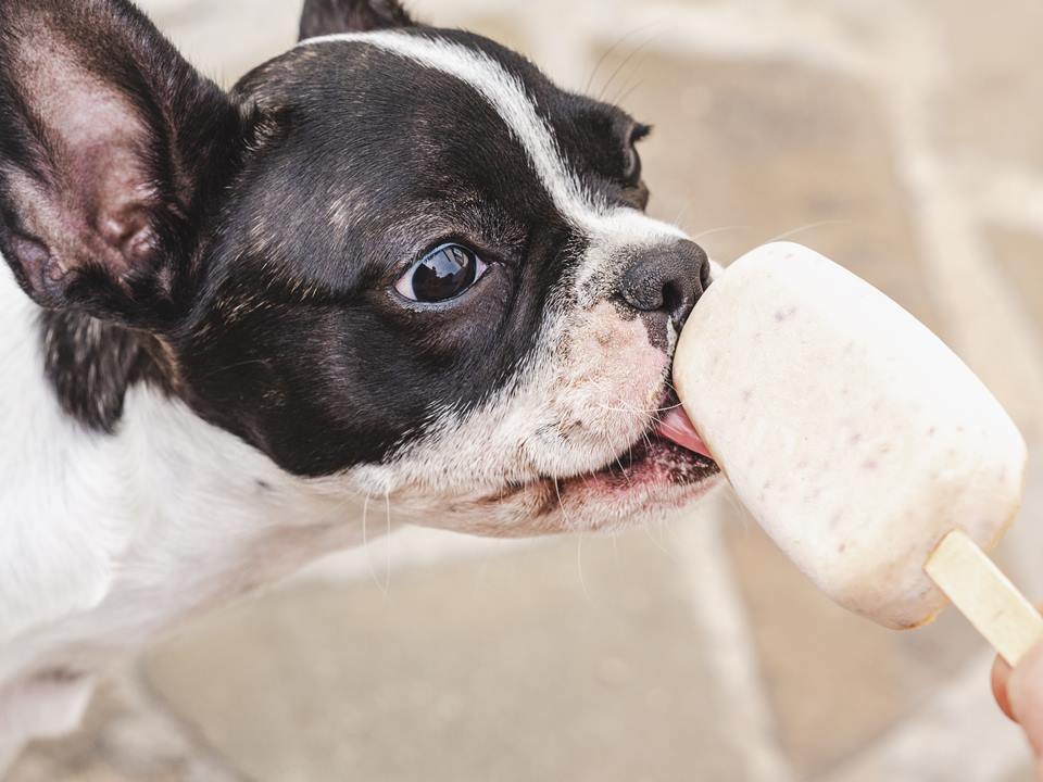 Foto colorida de um picole para cachorro - Metrópoles