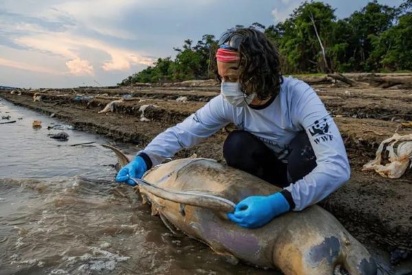 imagem colorida botos amazonas