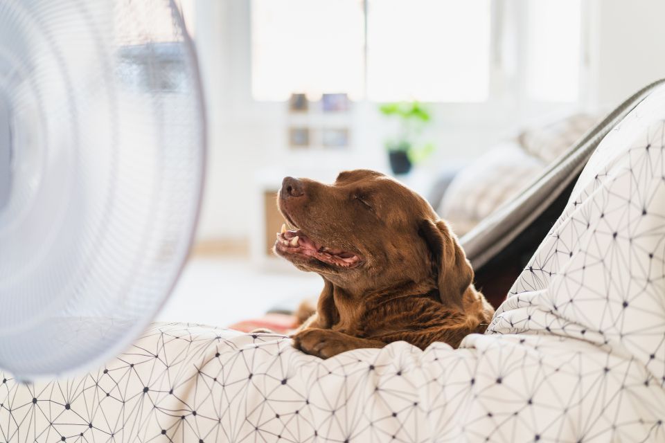 cachorro em casa com ventilador