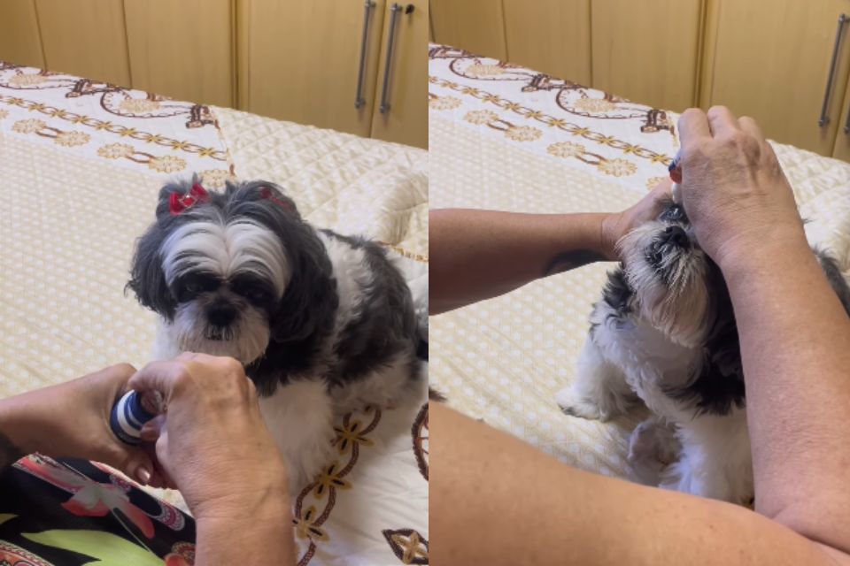 Foto colorida de um cachorro tomando remédio - Metrópoles