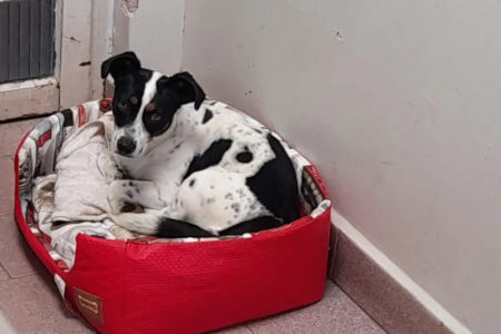 Cachorro deitado em cima de uma caminha