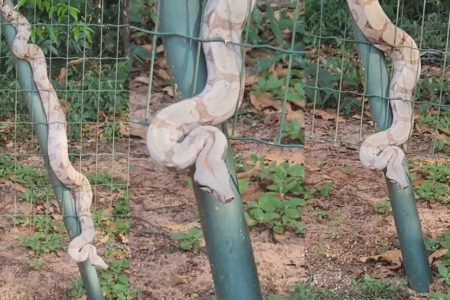 Jiboia é flagrada 'tranquilona' em cerca de parque, em Campo Grande