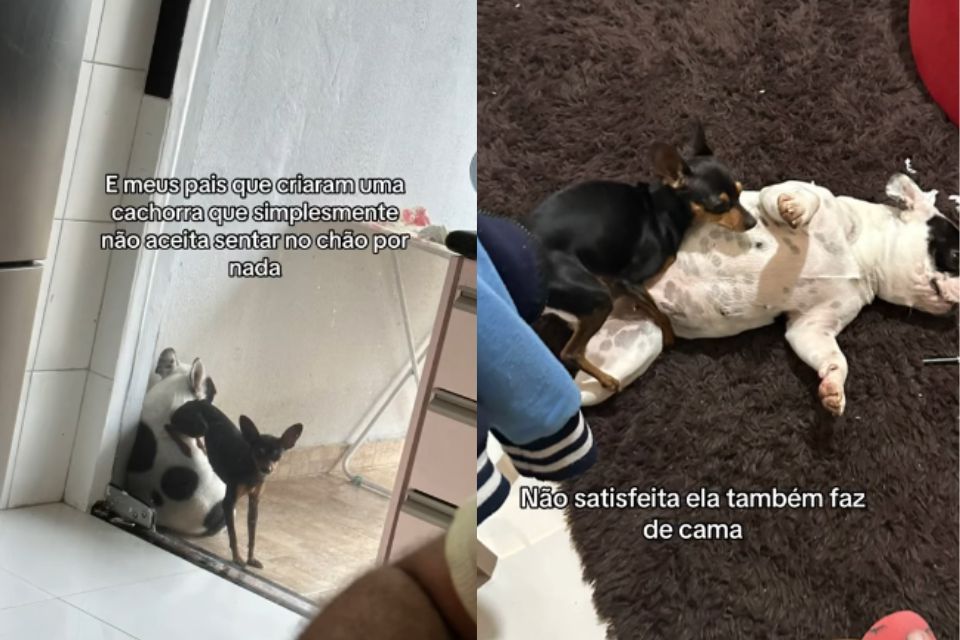 Foto colorida de dois cachorros - Metrópoles