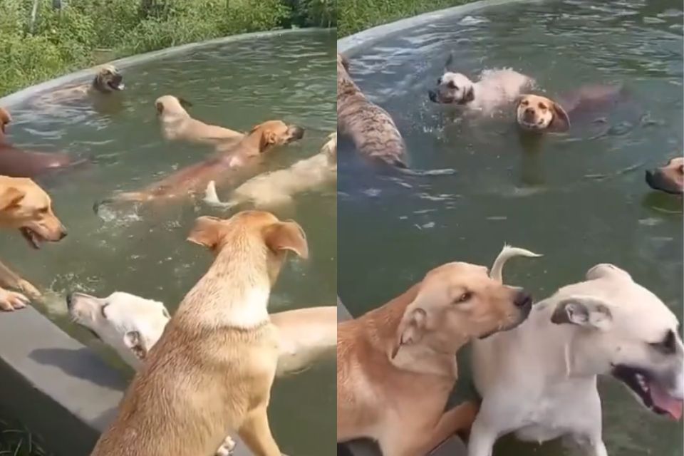 Foto colorida de um vários cachorros em um tanque de água - Metrópoles