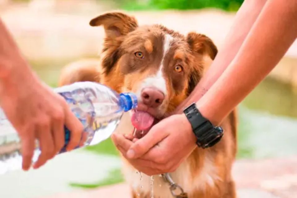 Cachorro caramelo tomando agua na boca da garrafa - Metrópoles