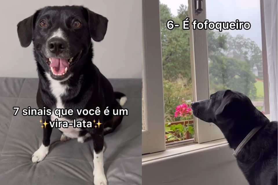 cachorro vira-lata Oreo Figueiredo