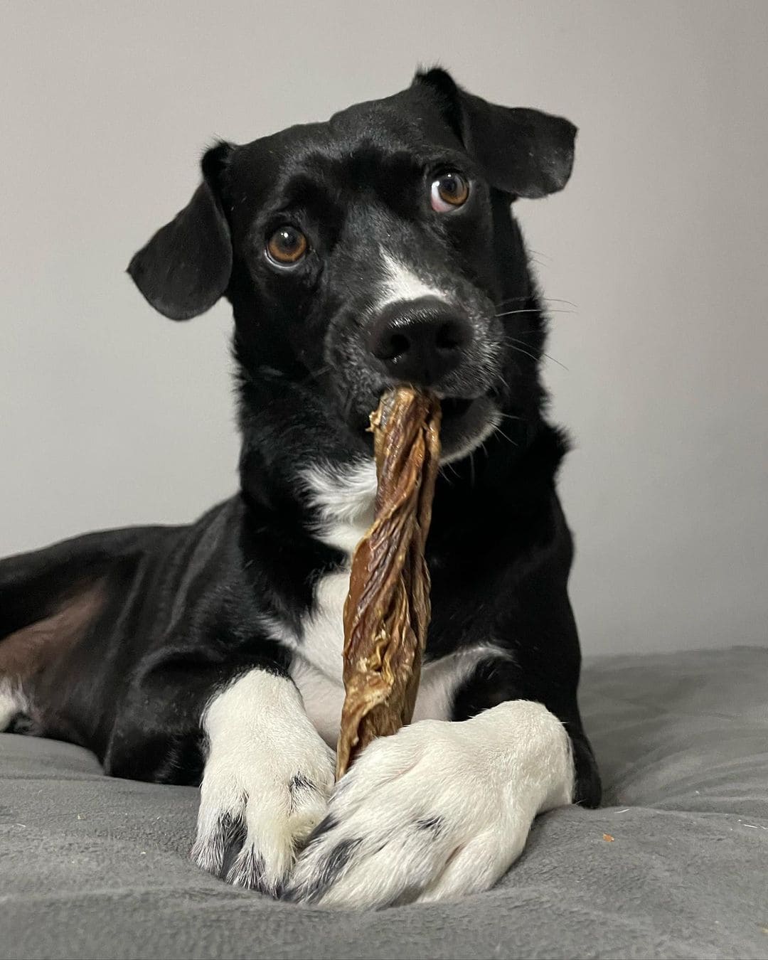 cachorro vira-lata brinca com brinquedo