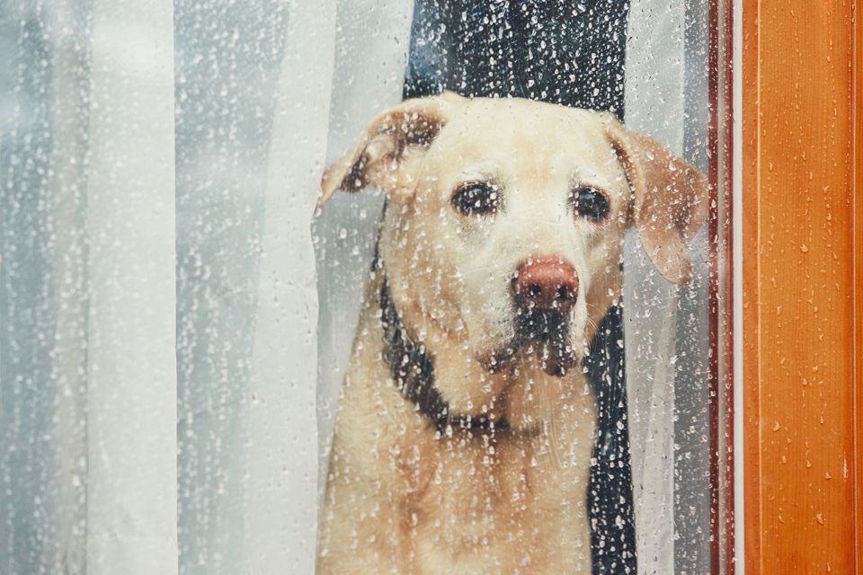 cachorro olhando para a chuva na janela