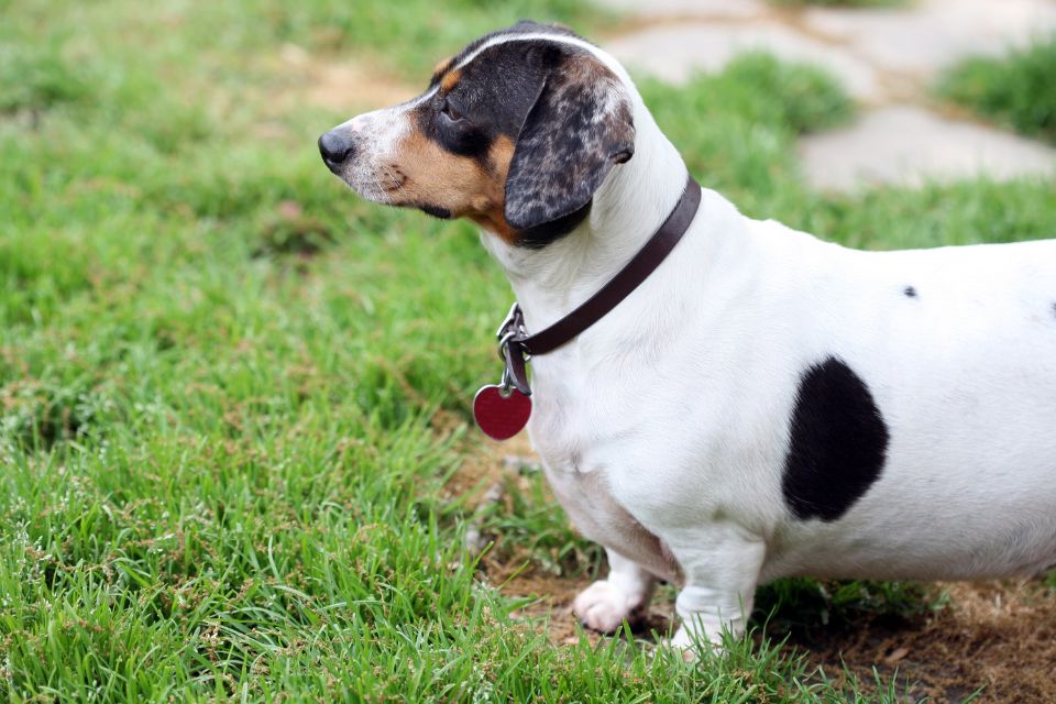 cão obeso