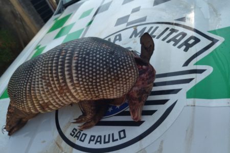 foto colorida de tatu-galinha abatido sobre viatura da Polícia Ambiental em SP - Metrópoles