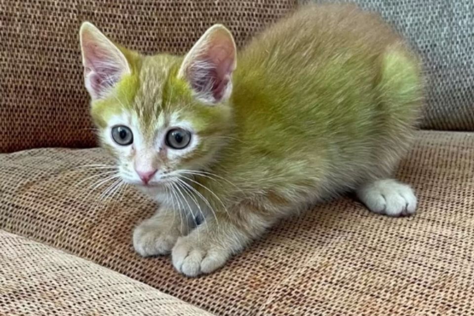 Foto colorida de um gato com pelo verde - Metrópoles